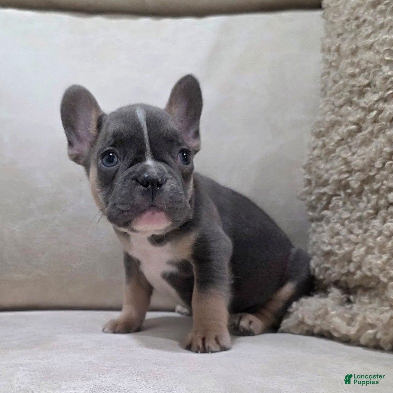 French Bulldog dogs Finn - Ad 2