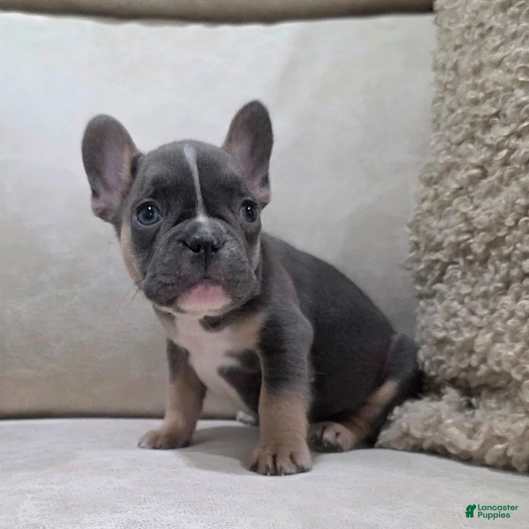 French Bulldog dogs for sale: Finn - Ad 2