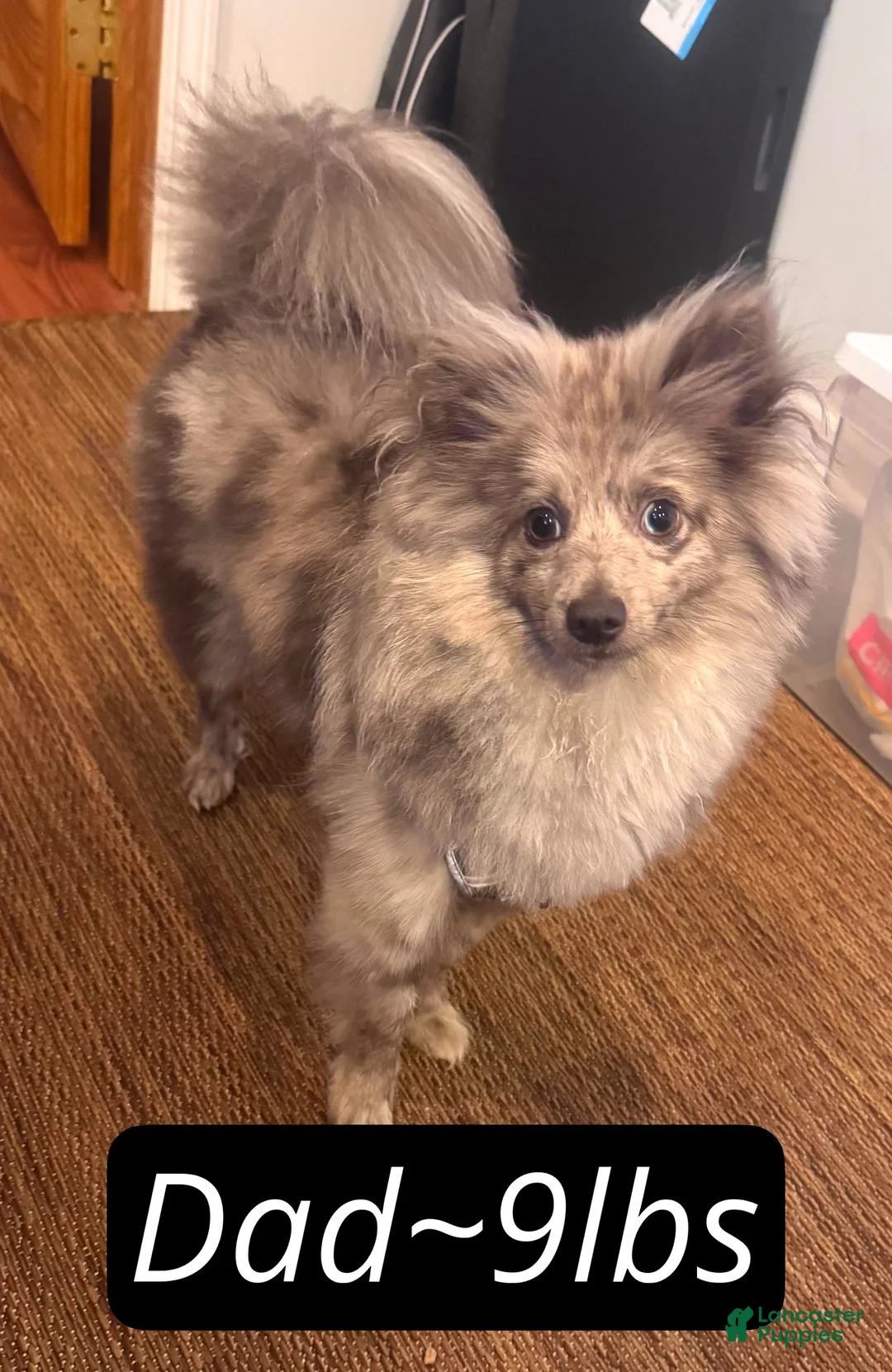 Pomapoo dogs for sale: Bailey  - Ad 4