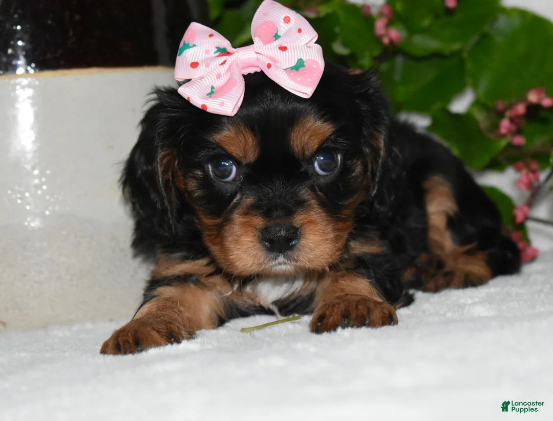 Cavalier King Charles Spaniel dogs for sale: Cavalier King Charles Spaniel 3 - Ad 2