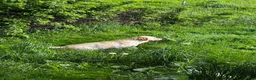 Labrador Retriever dogs for sale: Marcel - Ad 10