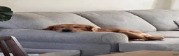 Golden Retriever dogs for stud: Dobby - Ad 2