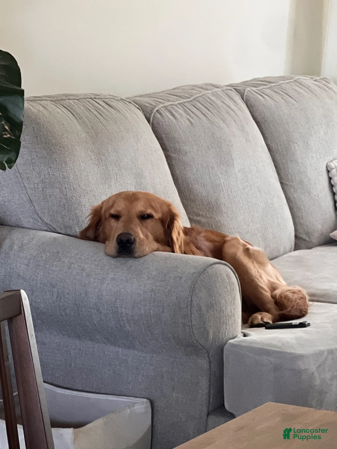 Golden Retriever dogs for stud: Dobby - Ad 2