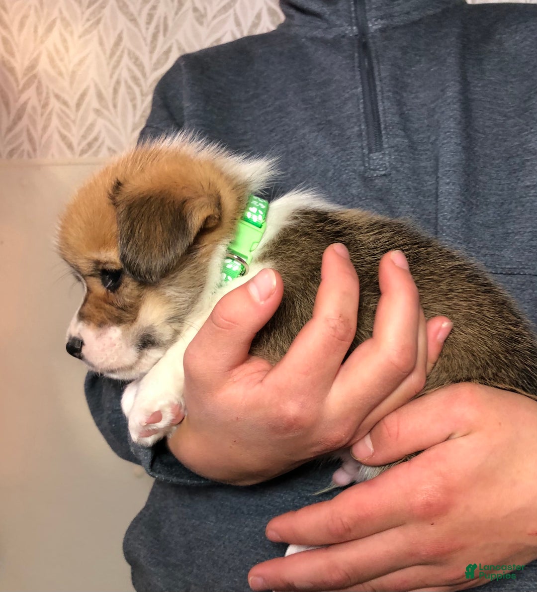 Welsh Corgi Pembroke dogs for sale: Jack - Ad 7