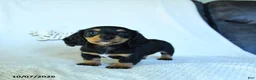 Miniature Dachshund dogs for sale: Calvin - Ad 4