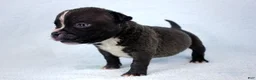 American Bully dogs for sale: Black Male - Ad 3