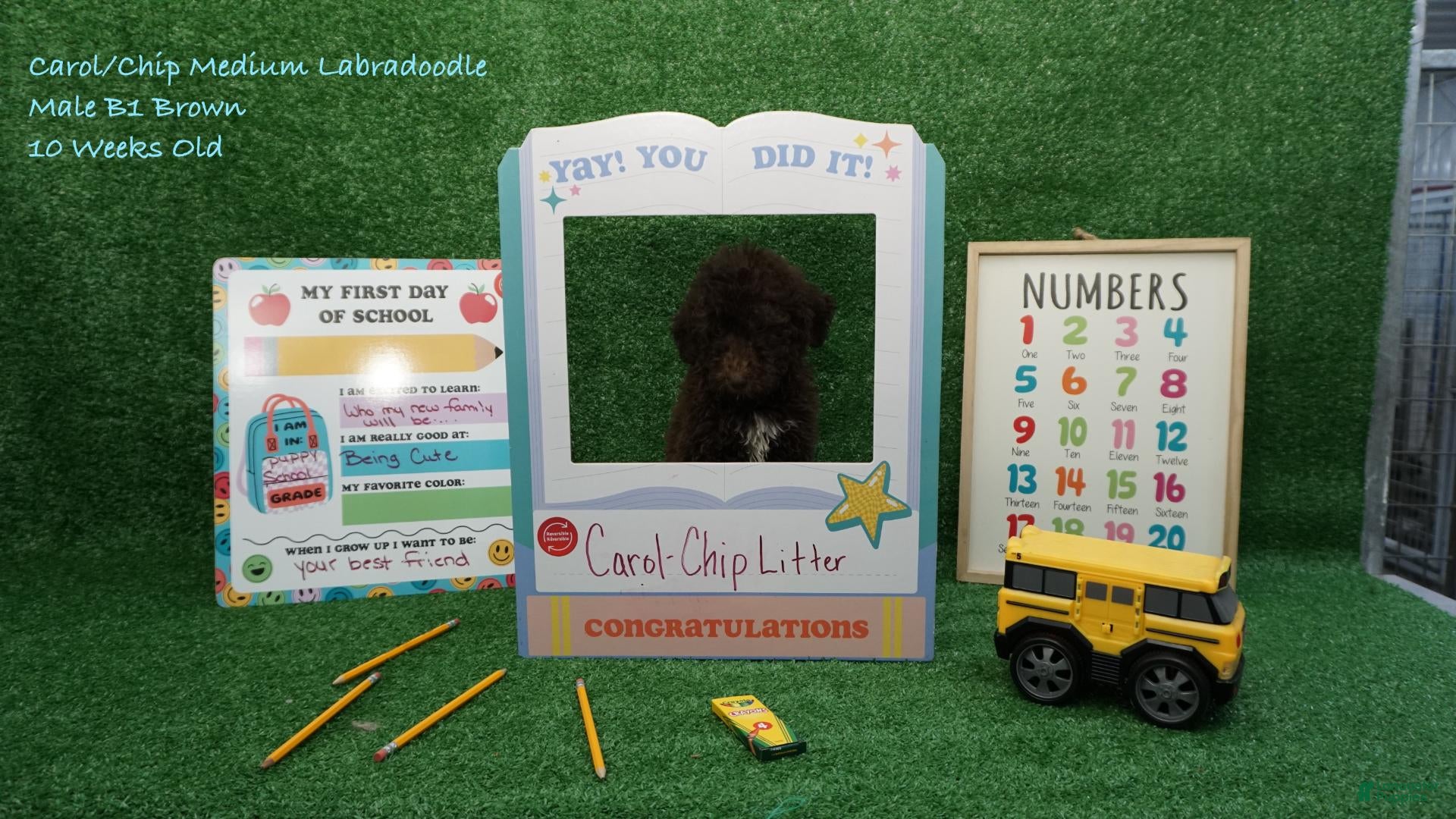 Australian Labradoodle dogs CCB1 - Ad 1