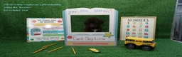 Australian Labradoodle dogs for sale: CCB1 - Ad 1
