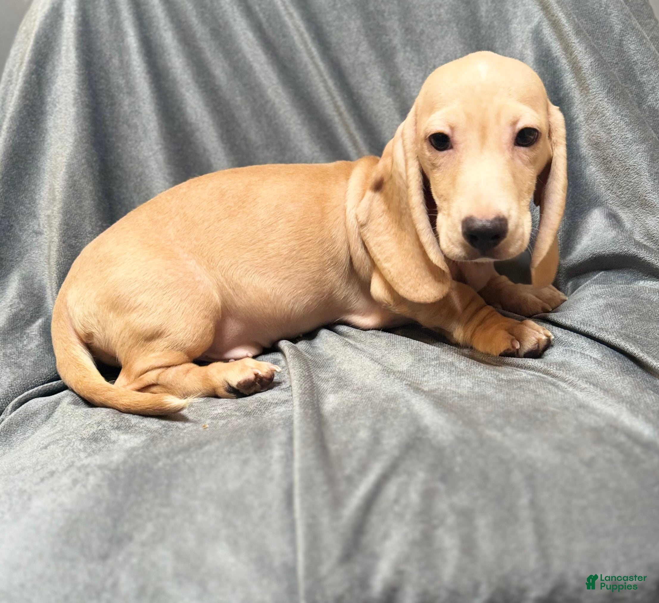Miniature Dachshund dogs Brody - Ad 1