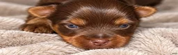 Yorkshire Terrier dogs for sale: Bruno - Ad 21