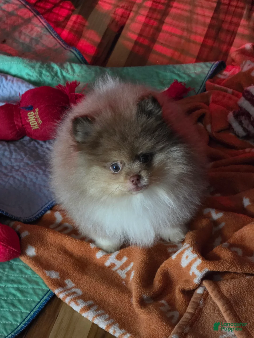 Pomeranian dogs for sale: Pomeranian Puppy 1 - Ad 6