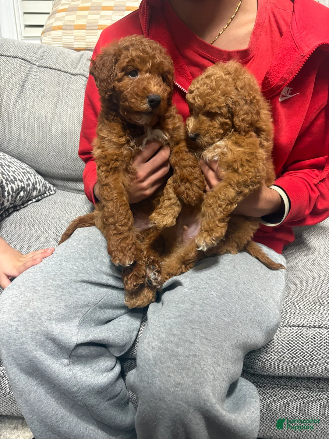 Mini Goldendoodle dogs for sale: Rusty - Ad 5