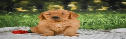 Golden Retriever dogs for sale: Joey - Ad 6