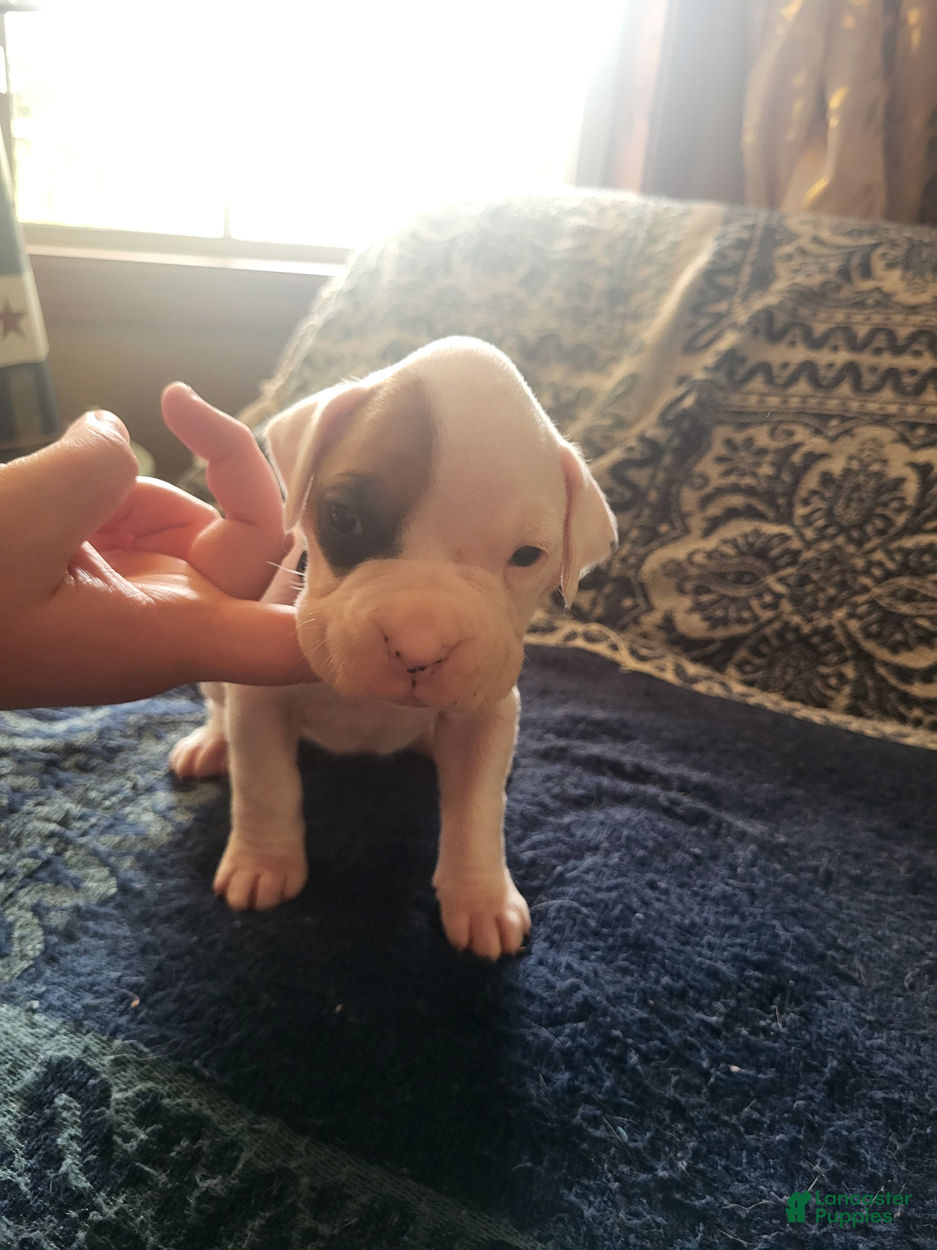 Boxer dogs Light Teal Female - Ad 4