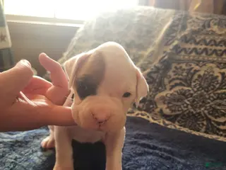Boxer dogs Light Teal Female - Ad 40