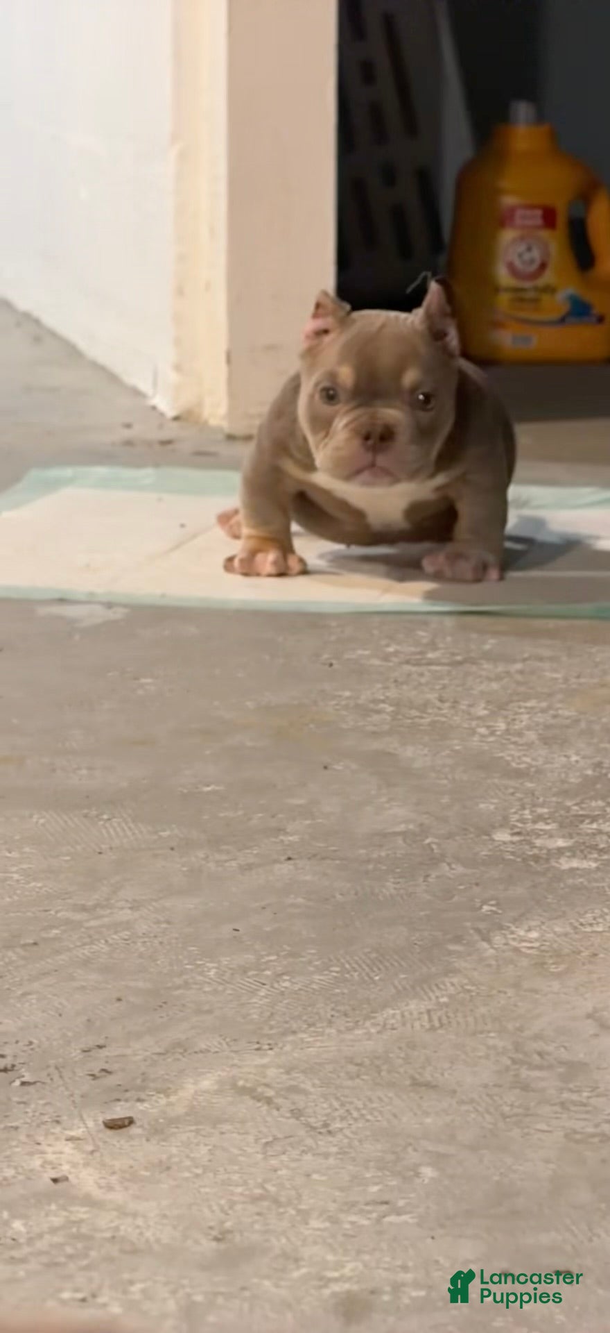 American Bully dogs Sapphire - Ad 2