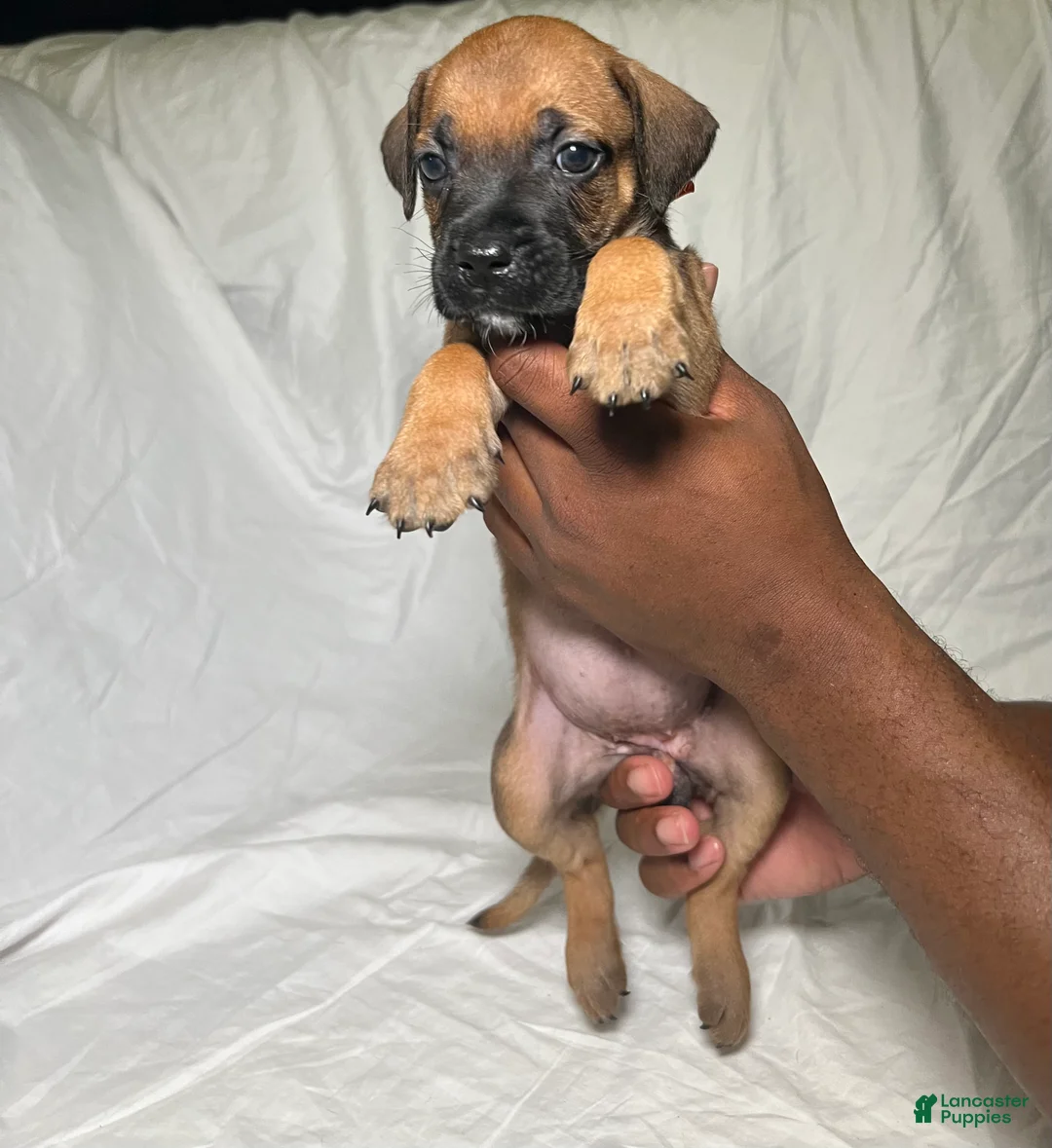 Presa Canario dogs for sale: Presa Canario 2 - Ad 1