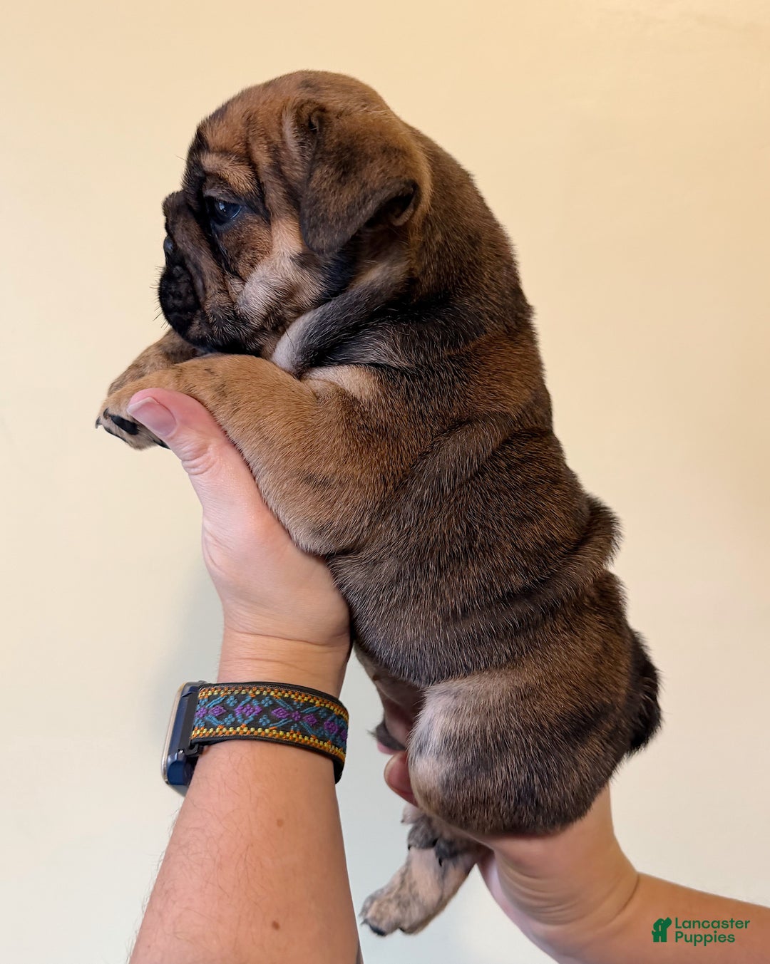 English Bulldog dogs for sale: Biscuits - Ad 7