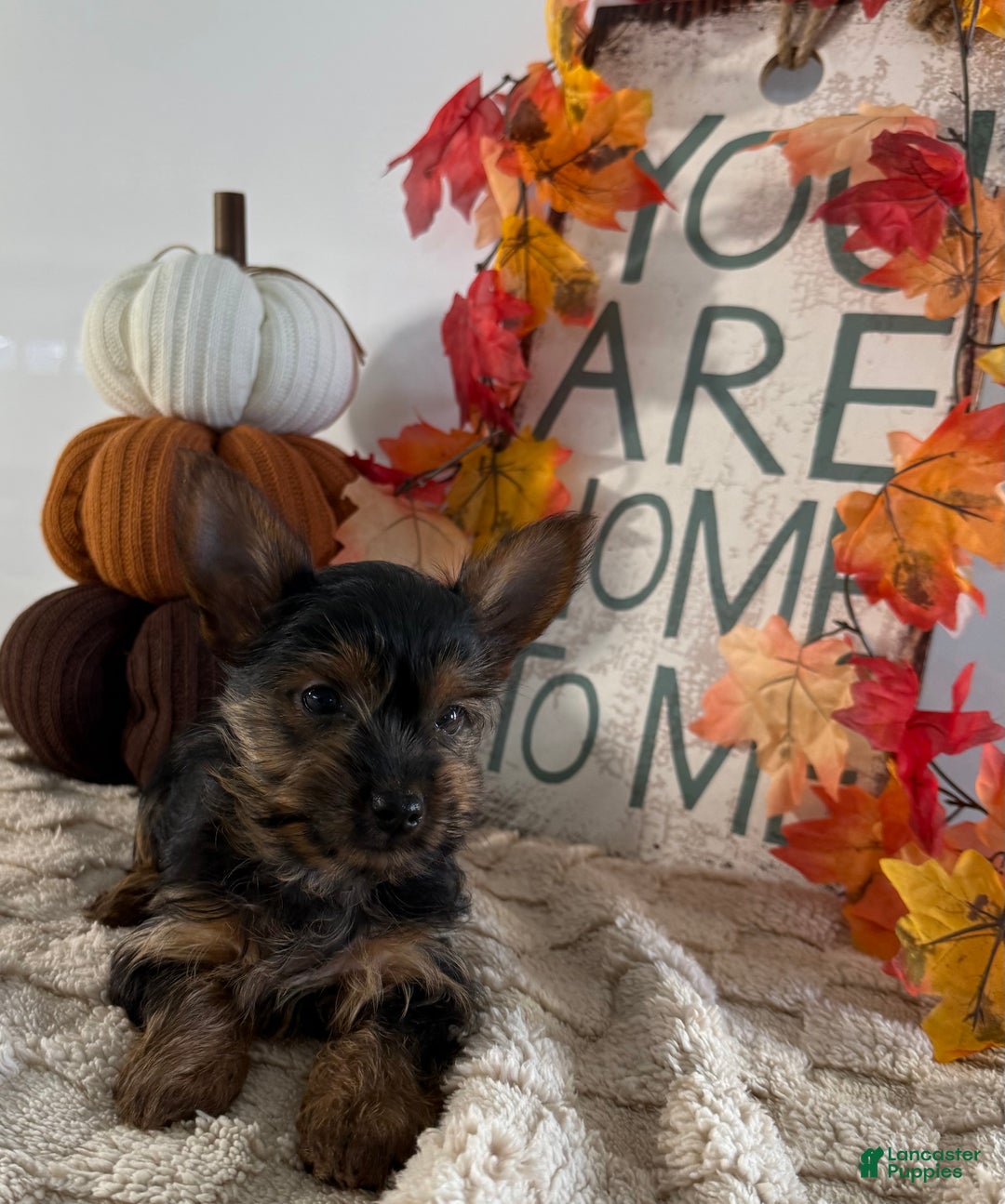 Yorkshire Terrier dogs for sale: Caesar - Ad 3