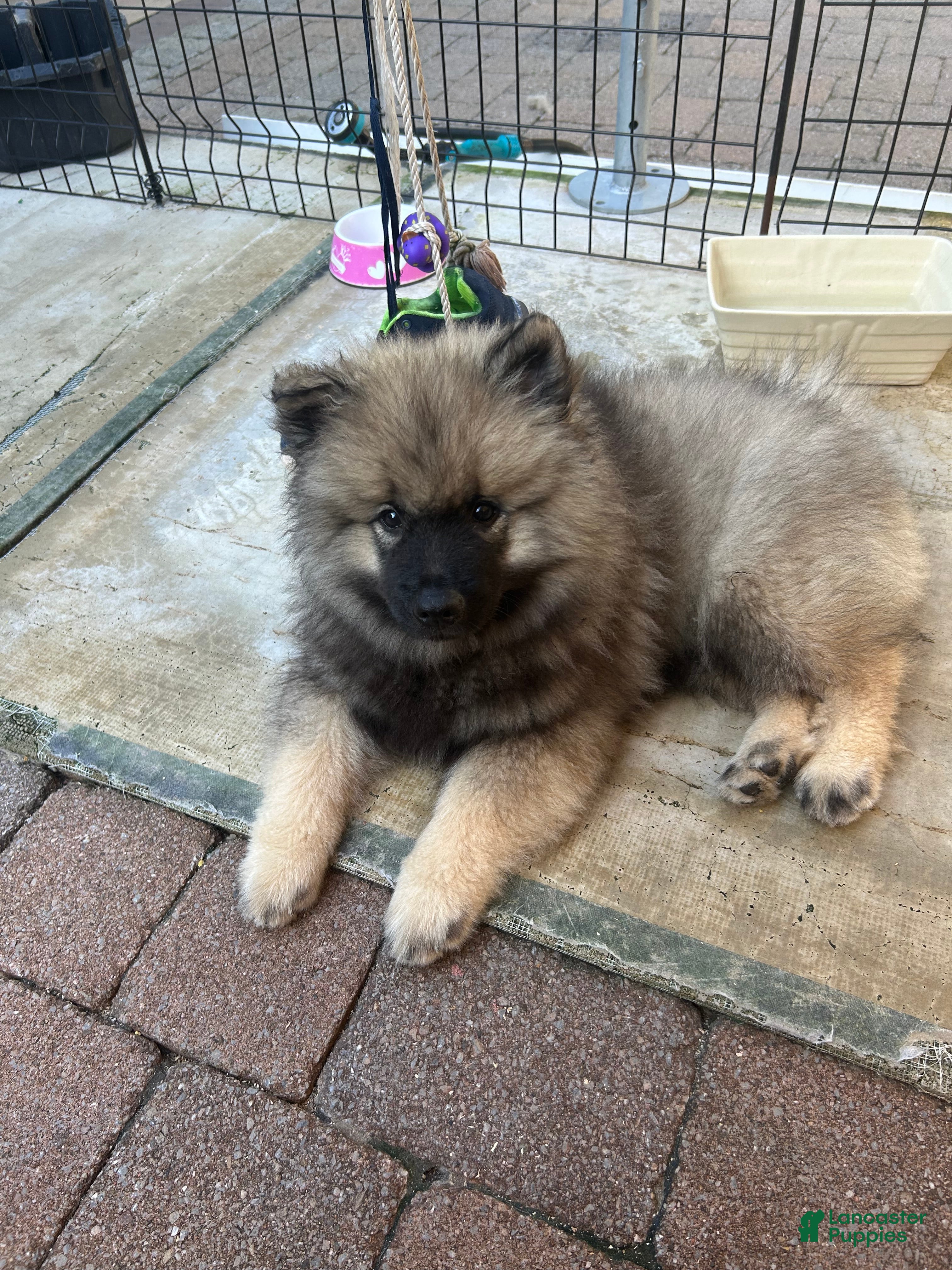 Keeshond dogs Milo - Ad 37