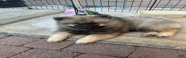Milo