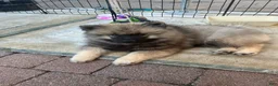 Keeshond dogs for sale: Milo - Ad 1