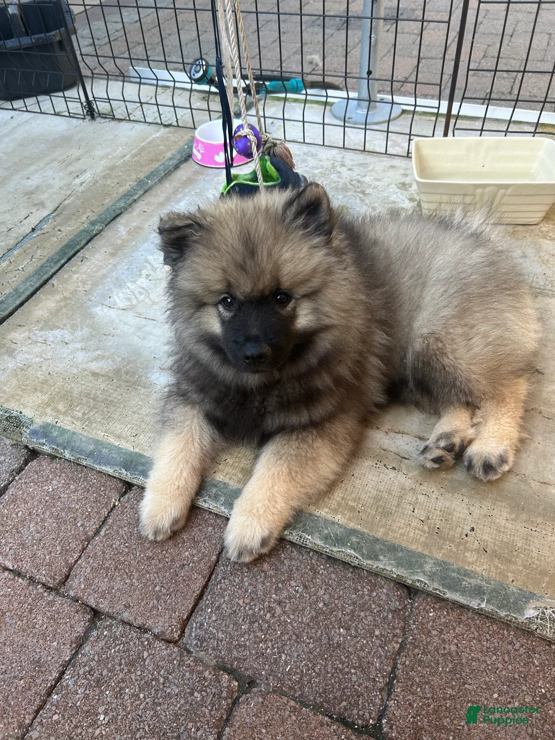 Keeshond dogs for sale: Milo - Ad 1