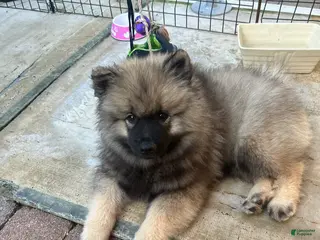 Keeshond dogs Milo - Ad 37