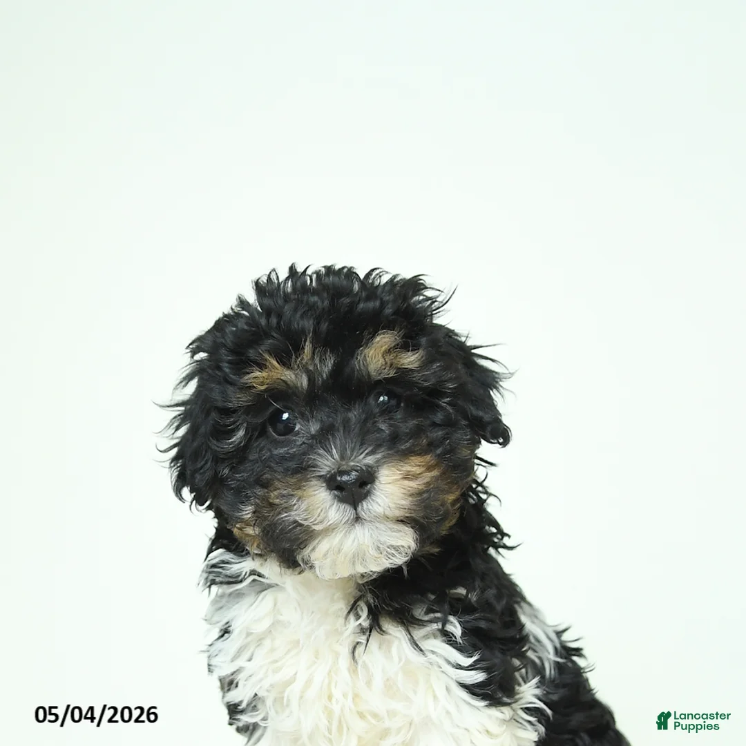 Havapoo dogs for sale: Happy - Ad 5