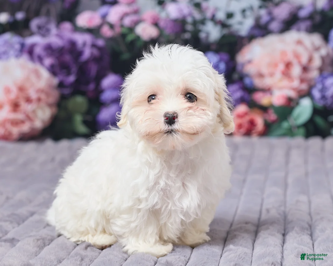 Maltipoo dogs for sale: Sandra - Ad 3