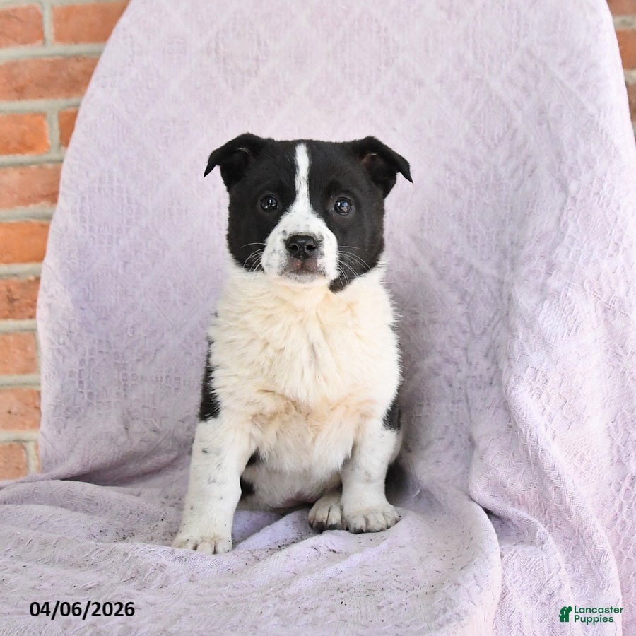 Mixed Breed dogs Clover - Ad 2