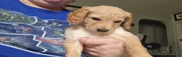Goldendoodle dogs for sale: Goldendoodle Puppy pink girl - Ad 2