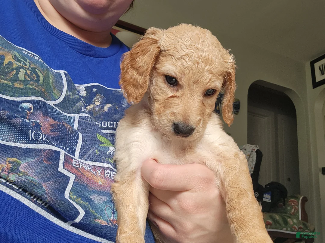 Goldendoodle dogs for sale: Goldendoodle Puppy pink girl - Ad 2