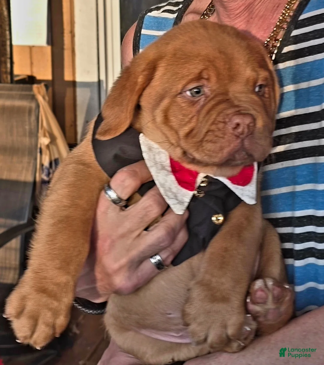 Dogue De Bordeaux dogs for sale: Dogue De Bordeaux Puppy 1 - Ad 1