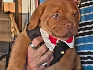 Dogue De Bordeaux dogs Dogue De Bordeaux Puppy 1 - Ad 2