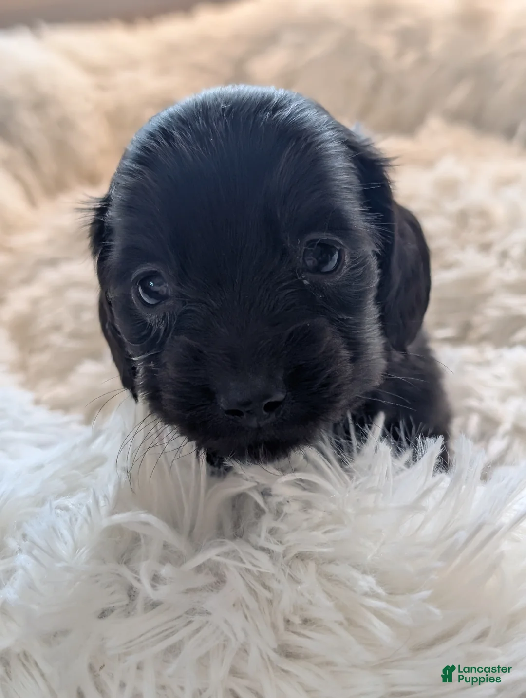 Miniature Dachshund dogs for sale: Miniature Dachshund Puppy 2 - Ad 2