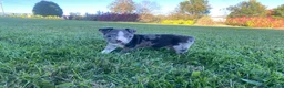 Boston Terrier dogs for sale: Buddy - Ad 7