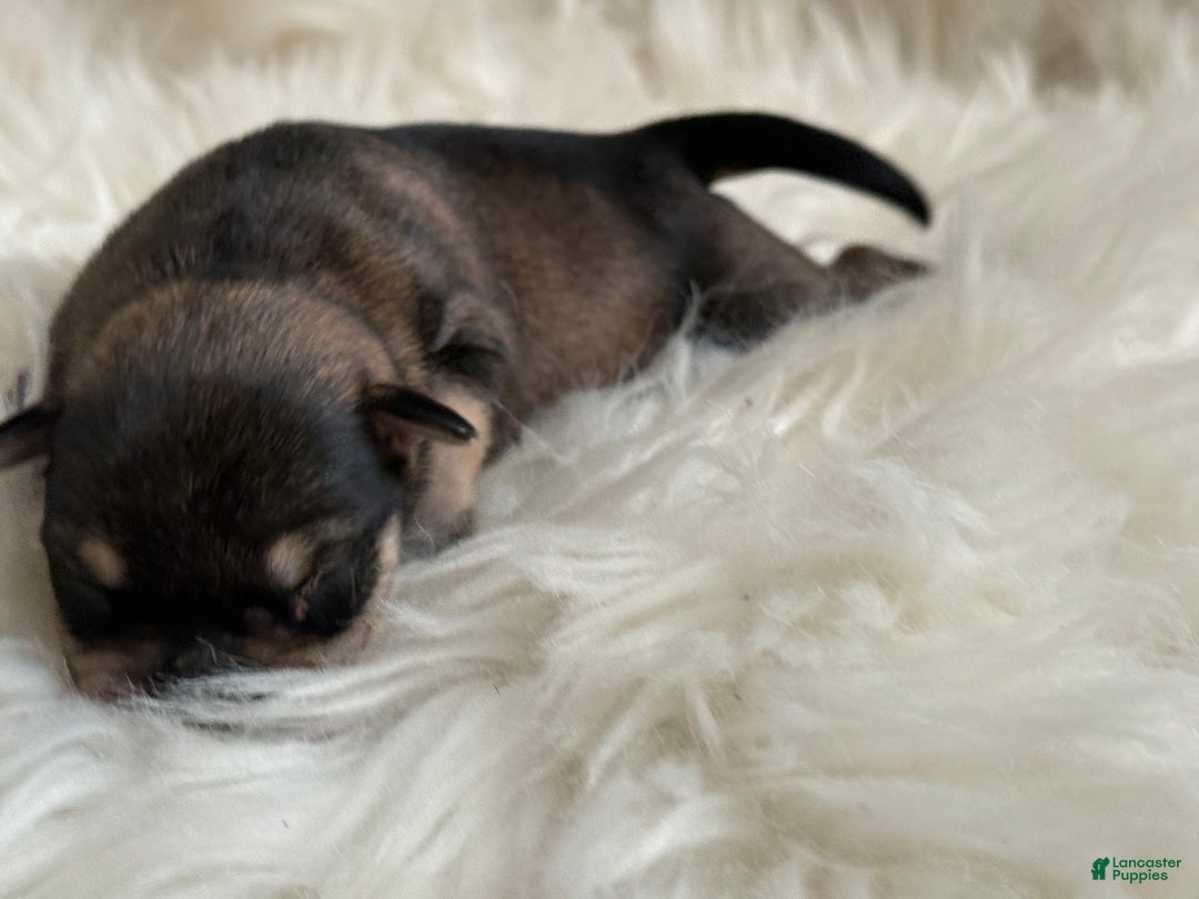 Miniature Schnauzer dogs for sale: Miniature Schnauzer Puppy 1 - Ad 6