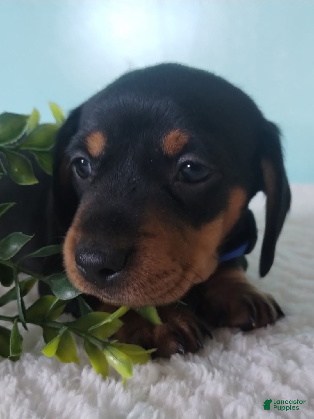 Miniature Dachshund dogs for sale: Finley - Ad 7