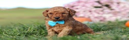 Cavapoo dogs for sale: Baxter - Ad 3