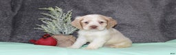 Cocker Spaniel dogs for sale: Star - Ad 4
