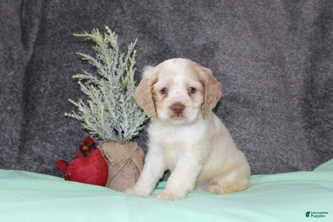 Cocker Spaniel dogs for sale: Star - Ad 4