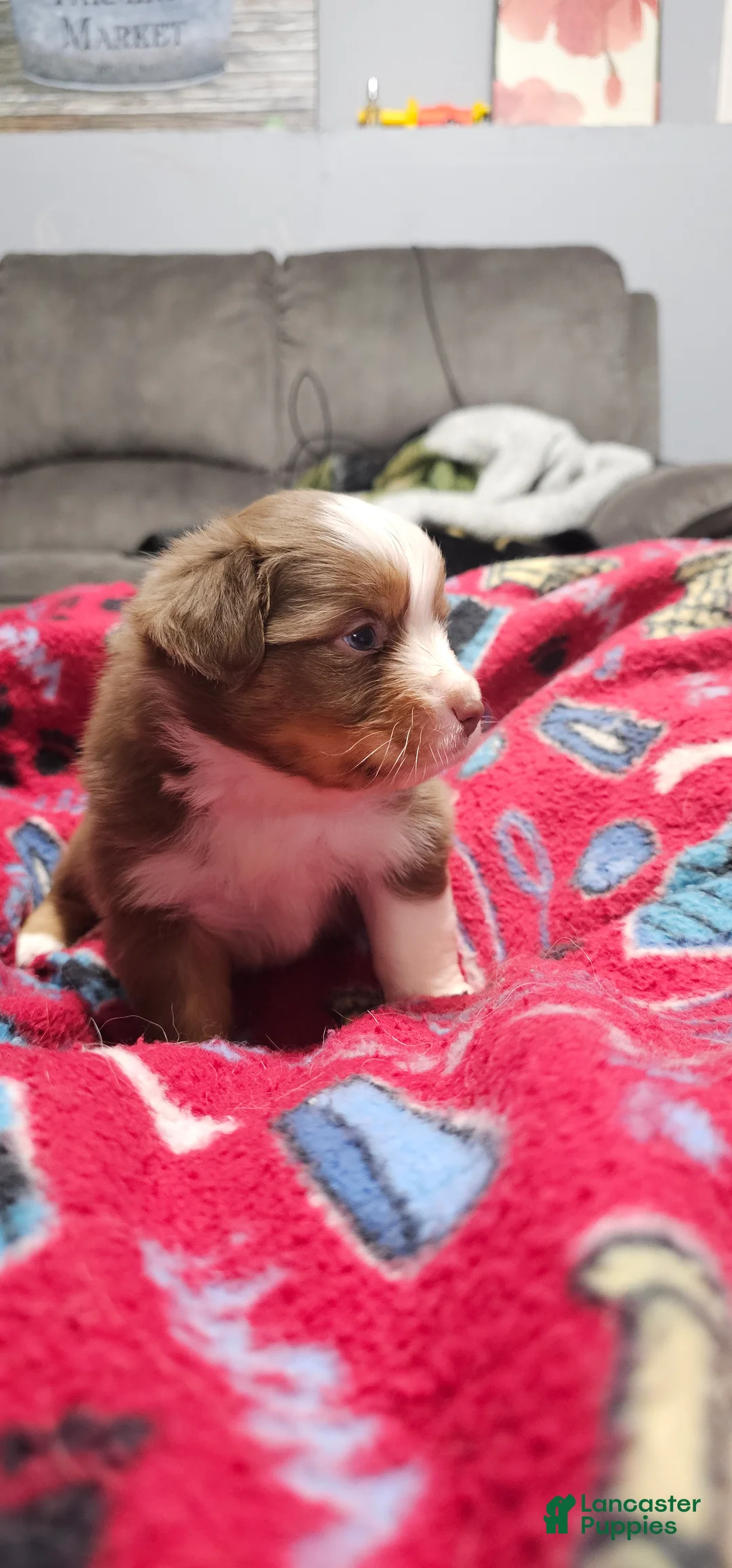 Miniature Australian Shepherd dogs for sale: Bread - Ad 6