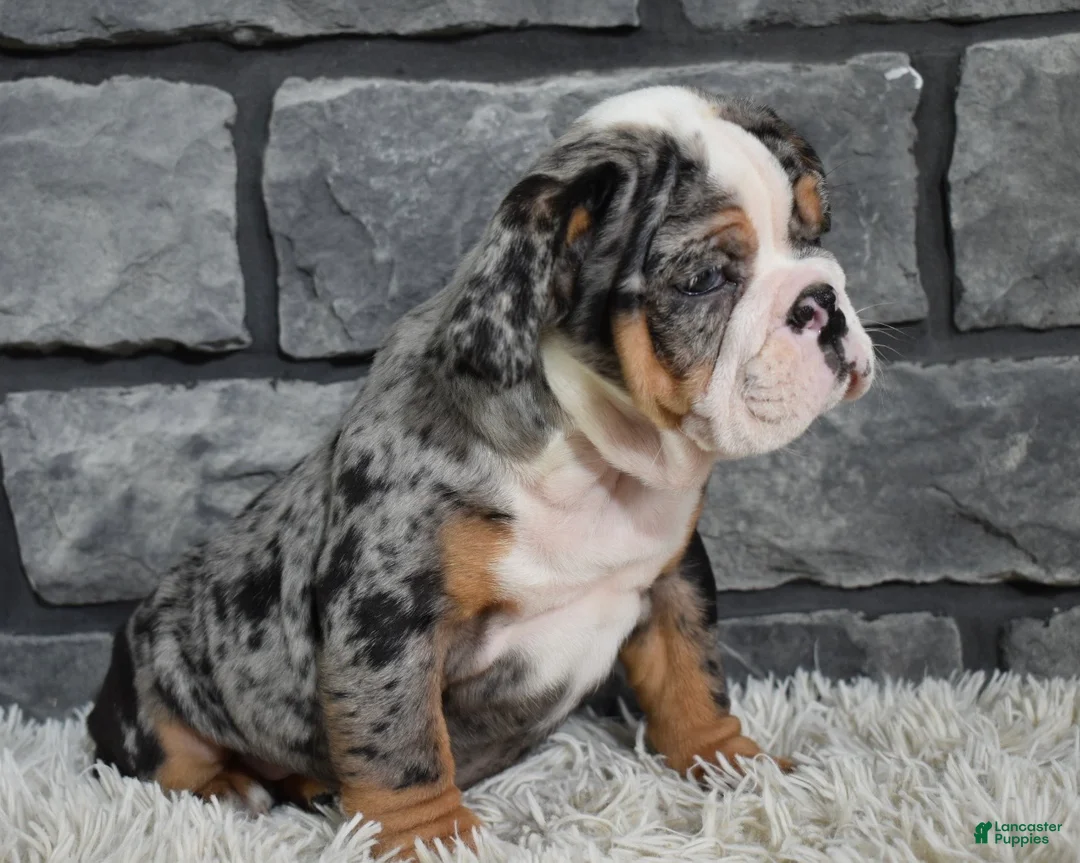 Mixed Breed dogs for sale: Bella  - Ad 4