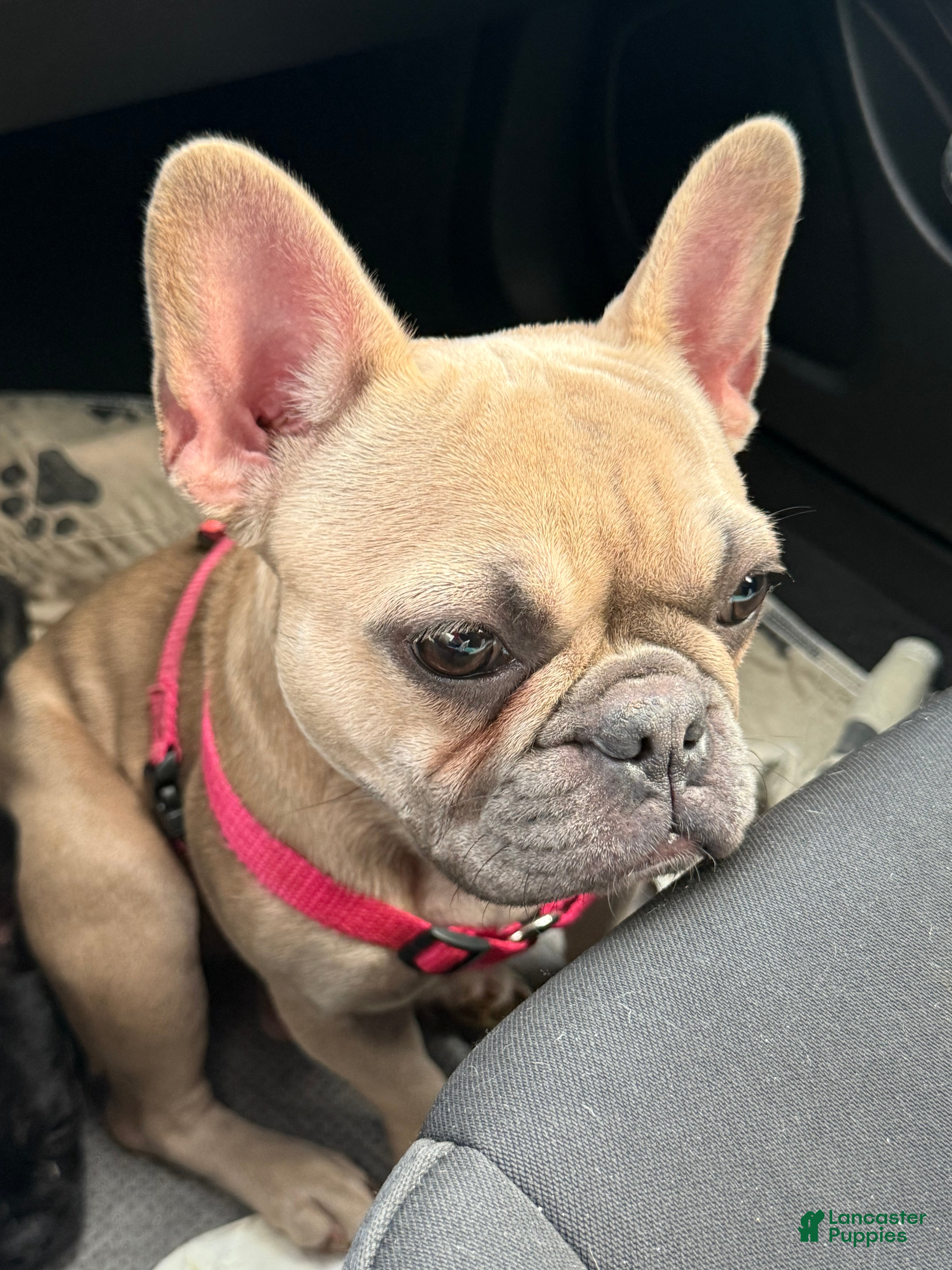 French Bulldog dogs French Bulldog Puppy 1 - Ad 24