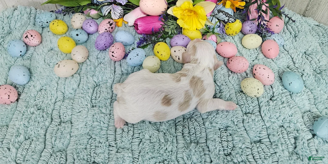 Cavapoo dogs for sale: F1 Honey - Ad 2