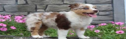 Australian Shepherd dogs for sale: Australian Shepherd 8 - Ad 8