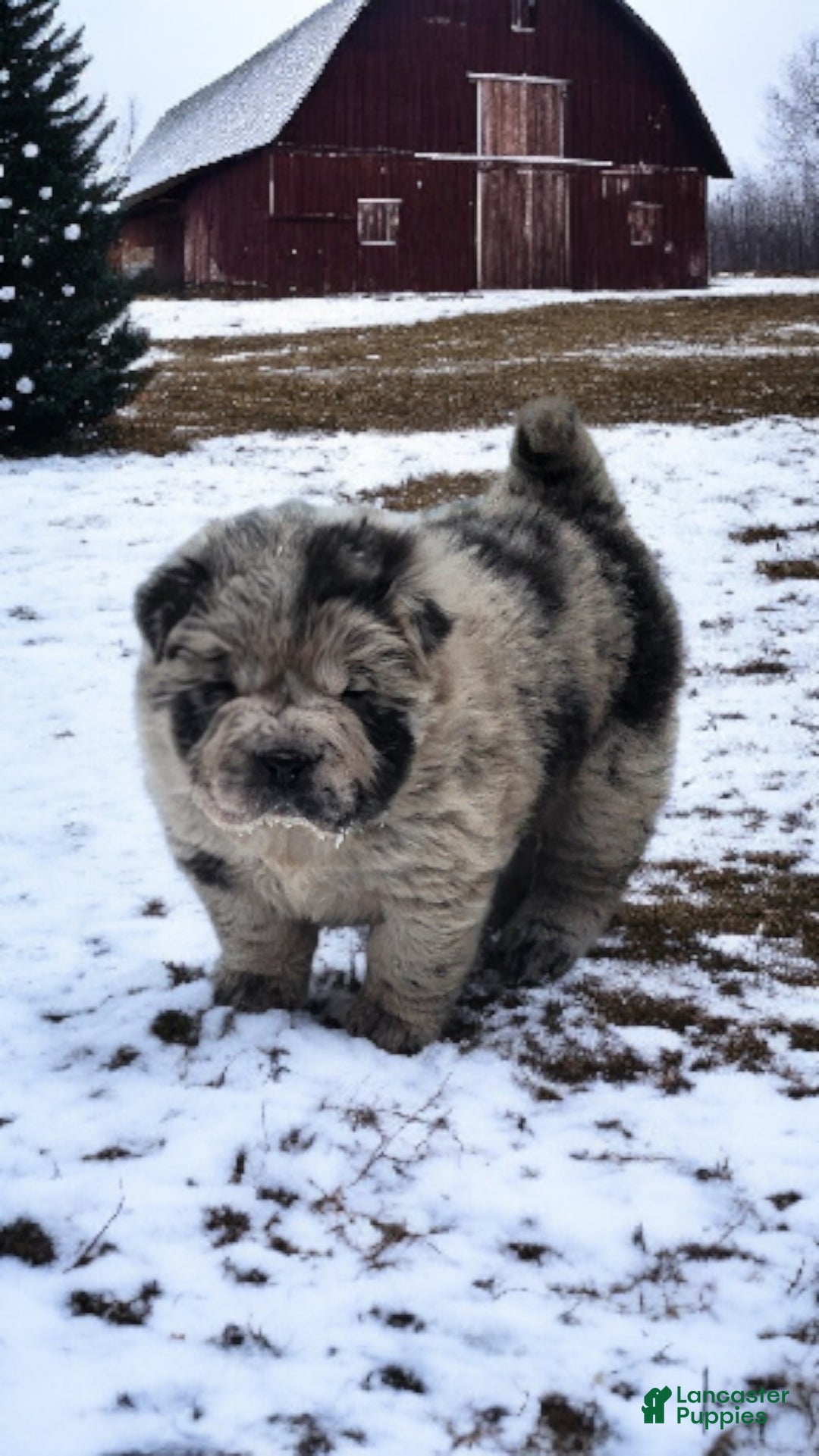 Shar Pei dogs for sale: Marla merle mini bear  - Ad 3