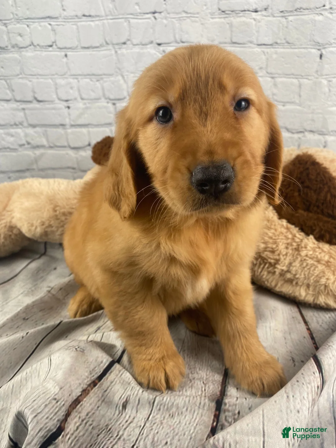 Golden Retriever dogs for sale: Danny - Ad 2