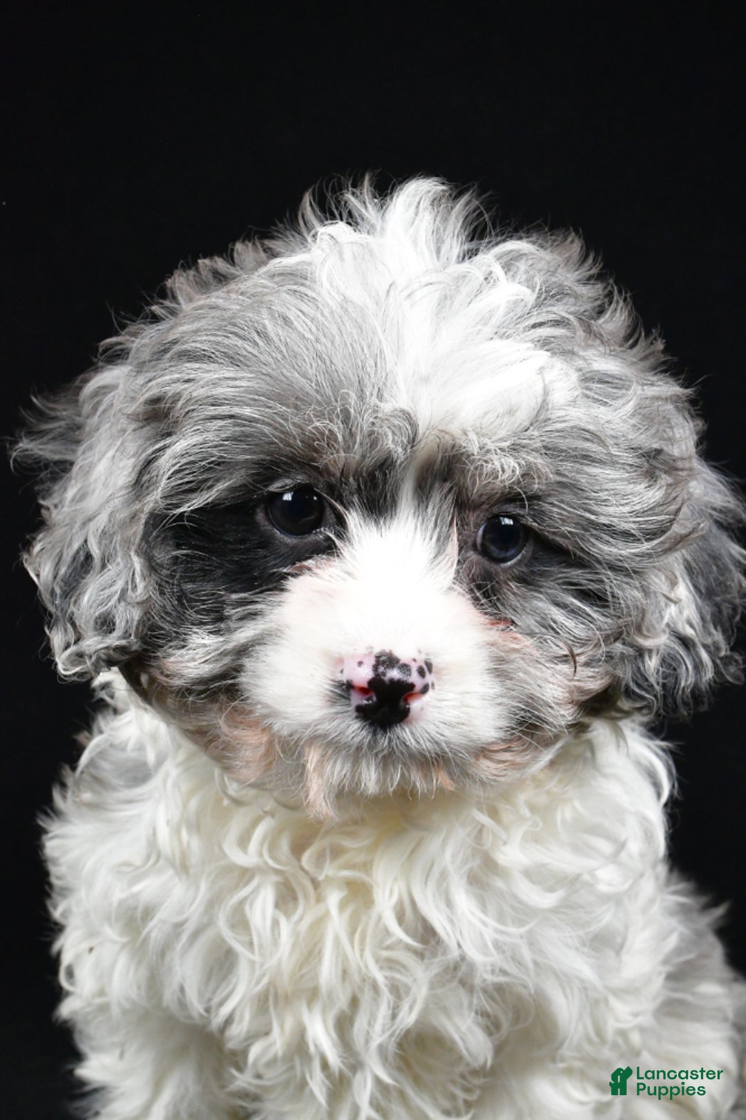 Cavapoo dogs for sale: Cavapoo Puppy 2 - Ad 3